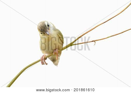 Bird is sitting on the tree branch on white background. (Bird Common Tailorbird) (Orthotomus sutorius)
