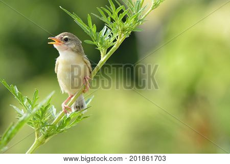Bird is sitting on green summer grass. (Bird Common Tailorbird) (Orthotomus sutorius)