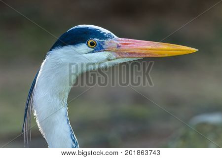 Grey Heron Bird Head