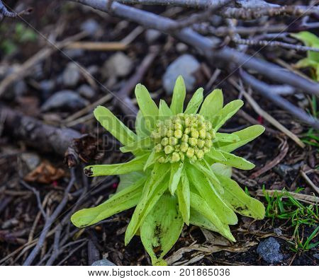 Small Plant At Forest In Winter