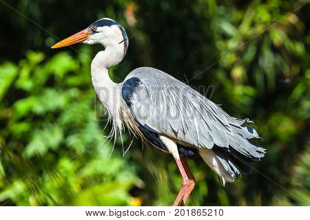 Grey Heron Bird Head
