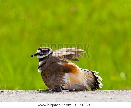 Tehlike Warding killdeer kuş