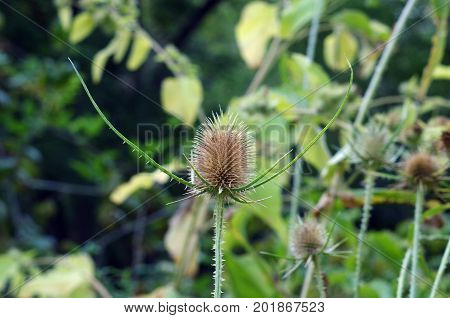 dangerous green plant with many spikes on its head