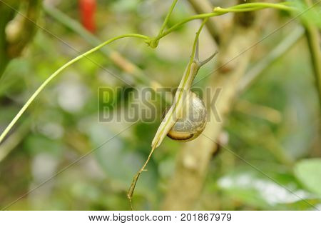 snail hanging on ivy branch in garden