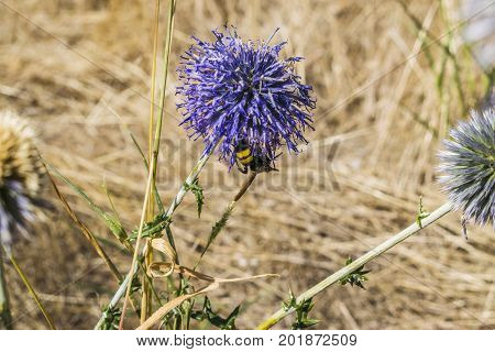 The Bee Sat Down On A Purple Flower And Drinks Nectar.