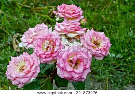 Buds of blossoming roses on a prickly bush in a summer garden