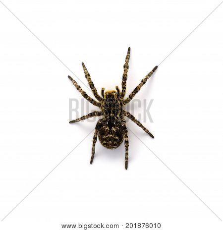 Photo of Lycosa singoriensis black terrible hair tarantula isolated on white background