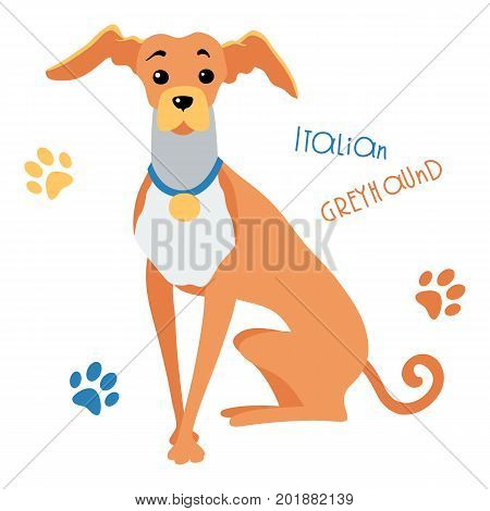 Vector color Funny dog Italian Greyhound breed sitting hand drawing vector