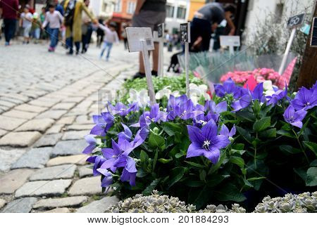 Blue flowers on stret of Prague in sunny day
