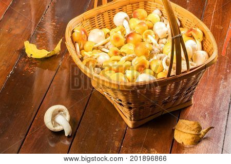 Amanita sp. mushroom in a bamboo basket on a wooden floor