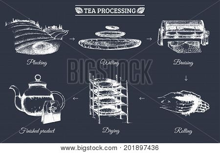 Vector infographics with illustrations of tea processing. Hand sketched scheme of authentic tea production.