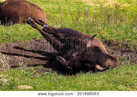 A Bison Rolling In A Wallowing Pit