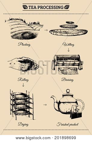 Vector infographics with illustrations of tea processing. Hand sketched scheme of authentic tea production.