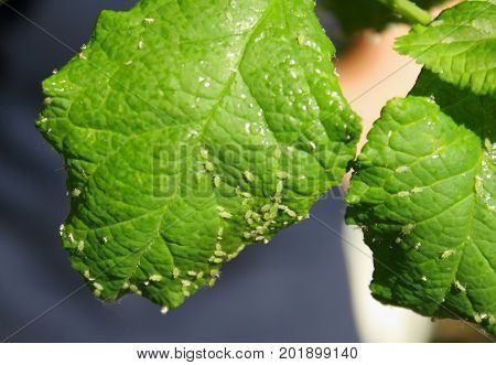 Cherry leaves affected by aphids. Insect pests on the plant.