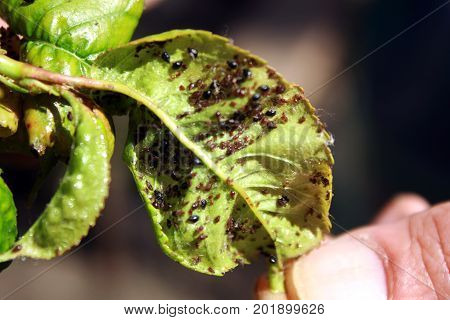 Cherry leaves affected by aphids. Insect pests on the plant.
