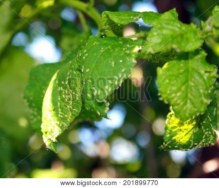 Cherry leaves affected by aphids. Insect pests on the plant.