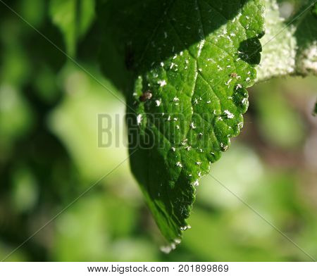 Green leaves plant infected with insect pest