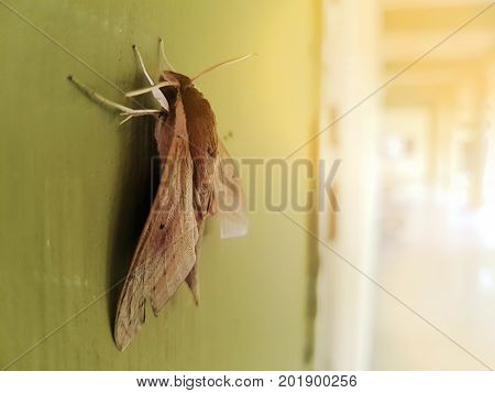 Moth isolated on white background macro animalBritish insect in the family Noctuidae the largest British family moths in the order Lepidoptera