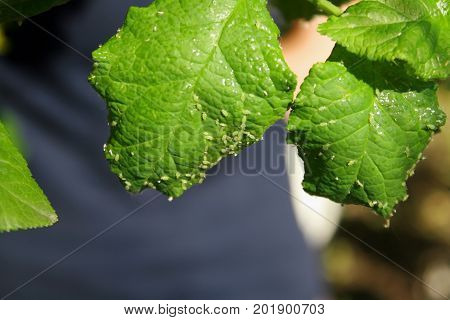 Cherry leaves affected by aphids. Insect pests on the plant.