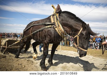Horse Heavy Pull Tournament