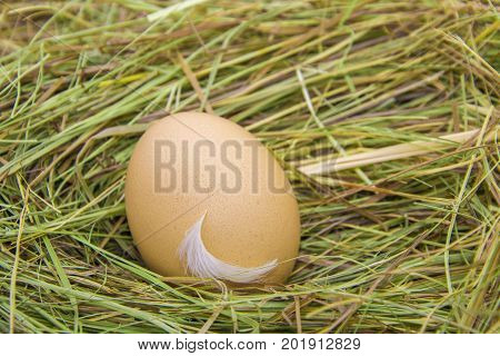 Hen Eggs In Straw ,fresh Farmer's Egg.