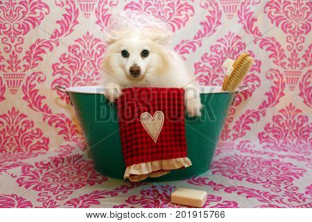 Dog Bath. A happy Pomeranian dog ready to take a bath in the tub. He is wearing a shower cap and has a scrub brush and bar of soap ready to use. Dog Bath Time.
