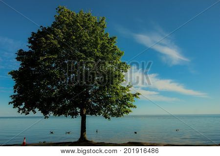 One tree shot at Ontario lake, toronto