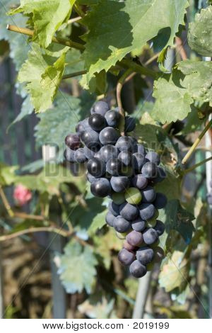 Red_Grape_2