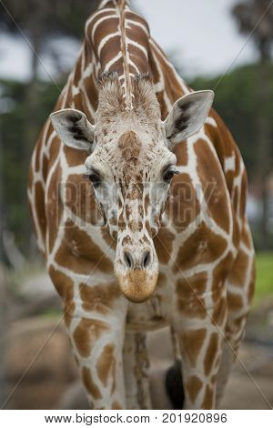 A front view of a Reticulated Giraffe.
