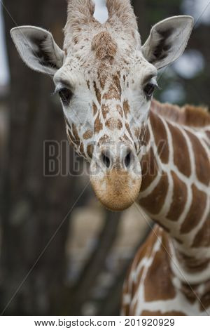A close-up front view of a Reticulated Giraffe.