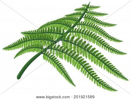 Detailed green plant fern leaf on white background.