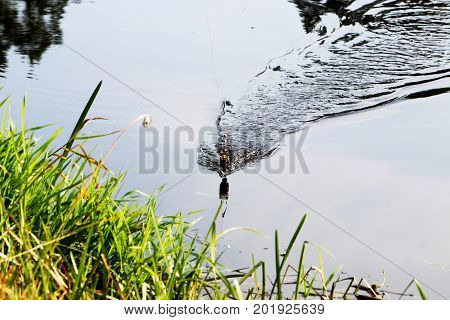 Fishing with food basket on fried fish