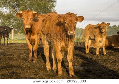 cattle limusiine meat calves and young cows in the yard