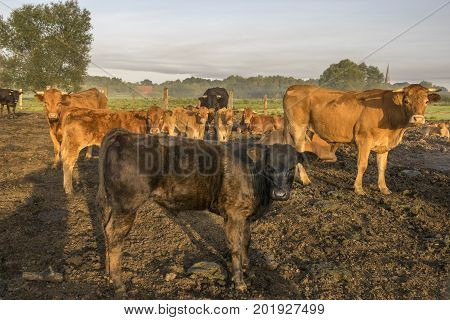cattle limusiine meat calves and young cows in the yard