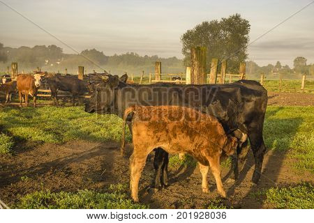 cattle limusiine meat calves and young cows in the yard