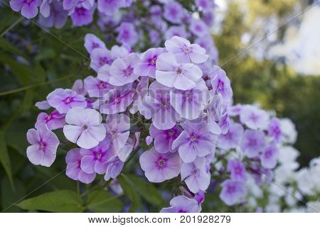Summer flowers : Light purple Phlox blossom