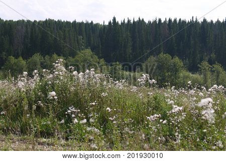 Bodyak a field, or pink sow-thistle during maturing of seeds