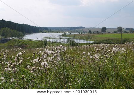 Bodyak a field, or pink sow-thistle during maturing of seeds