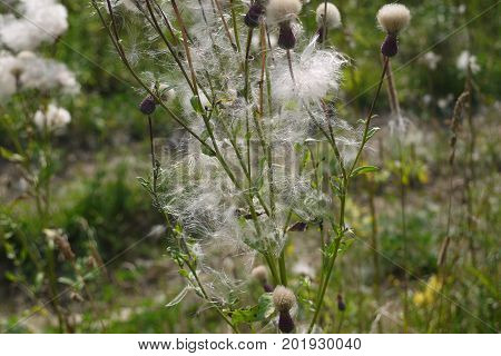 Bodyak a field, or pink sow-thistle during maturing of seeds