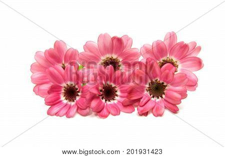 flowering pink cineraria isolated on white background