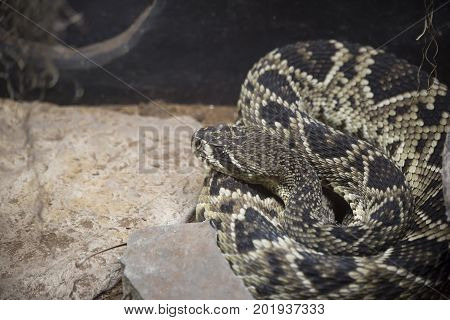 Close up of an Eastern diamondback (Crotalus adamanteus)