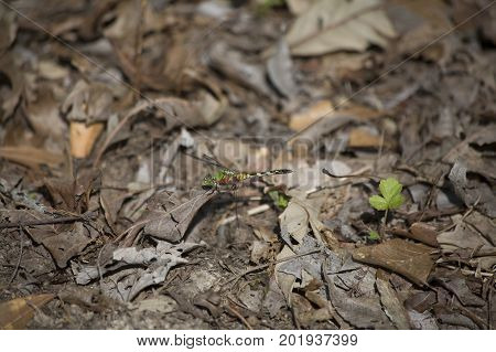 Eastern Pondhawk Dragonfly