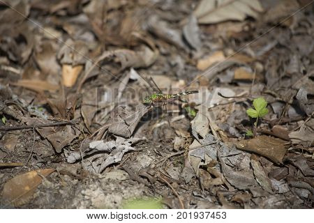 Eastern Pondhawk Dragonfly