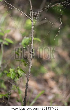 Eastern Pondhawk Dragonfly