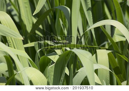 Eastern Pondhawk Dragonfly