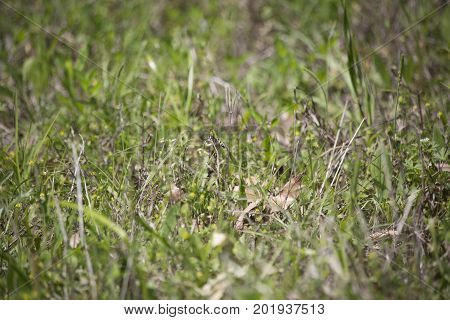 Eastern Pondhawk Dragonfly