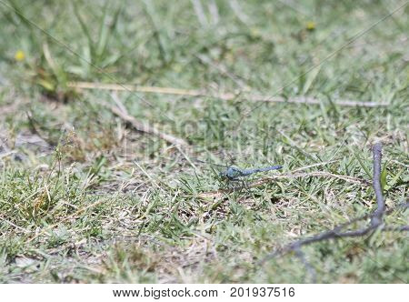 Eastern Pondhawk Dragonfly