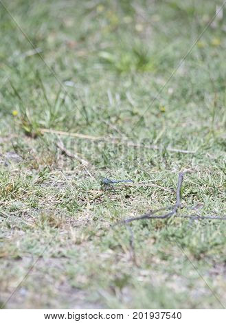 Eastern Pondhawk Dragonfly