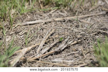 Eastern Pondhawk Dragonfly