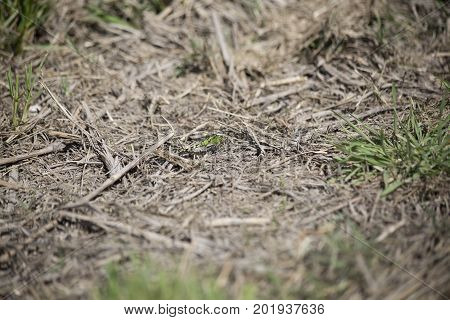 Eastern pondhawk dragonfly perched on the ground